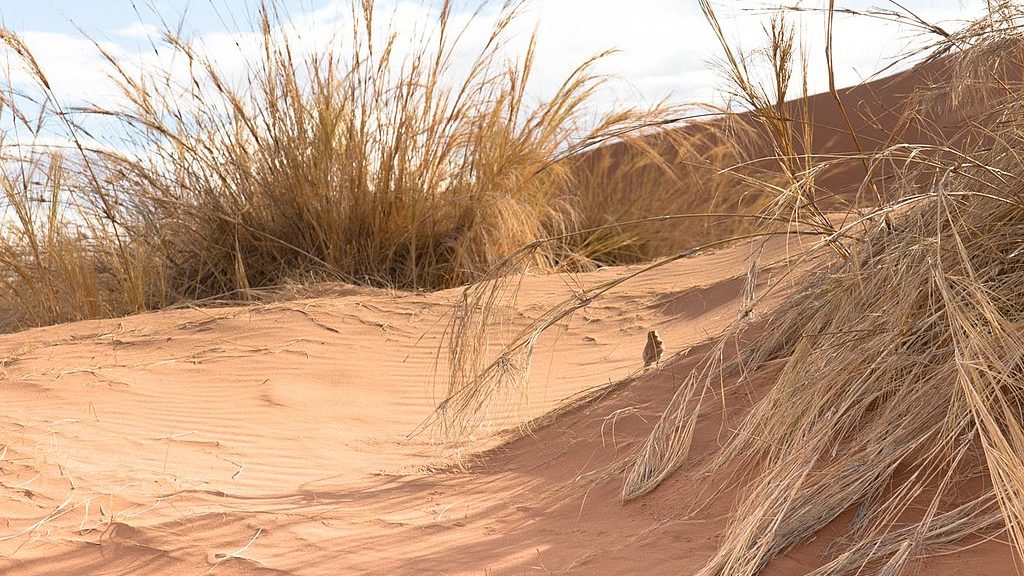 Desert birds feature prominently on Naturalist Journeys Namibia birding and wildlife tours